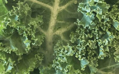 Why Should I Eat Kale? Health Benefits & Recipes For The Plant With The Worst Reputation