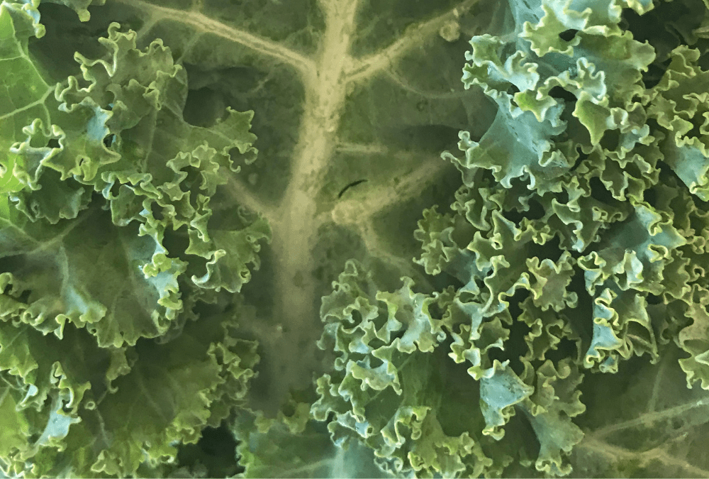 Why Should I Eat Kale? Health Benefits & Recipes For The Plant With The Worst Reputation