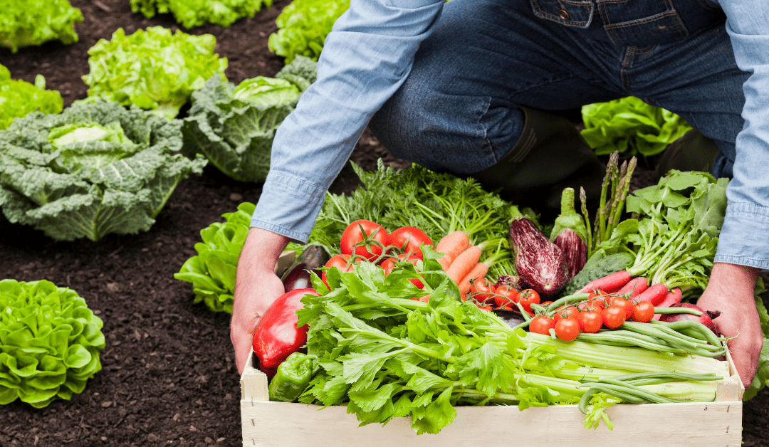The Benefits of Organic vs. Non-Organic Food